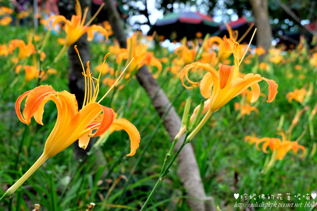 DSCF5162.jpg DSCF5162.jpg