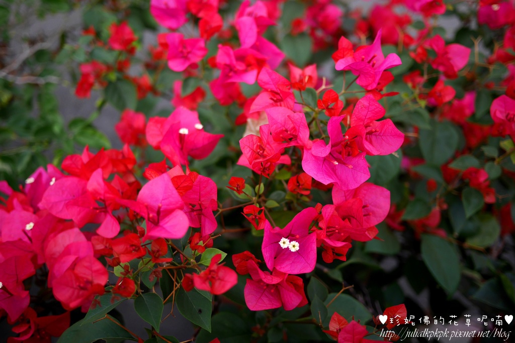 P1370990.jpg P1370990.jpg