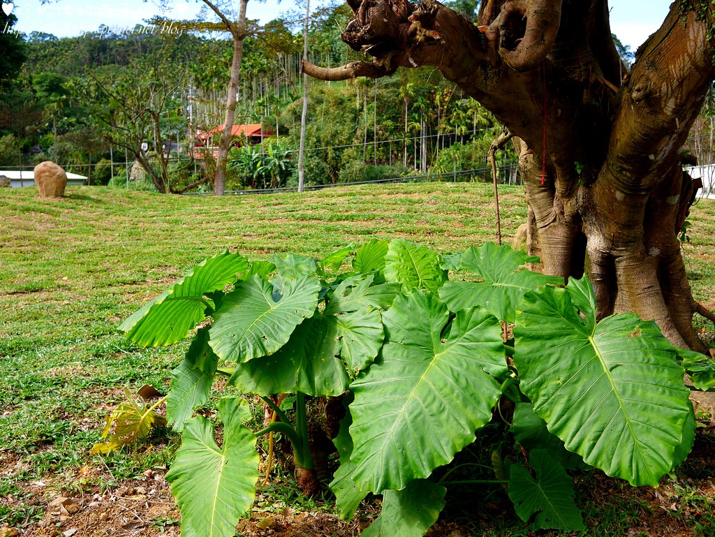 P1390740.jpg P1390740.jpg