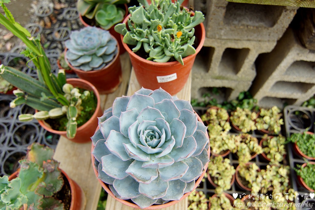 DSC07272.jpg DSC07272.jpg