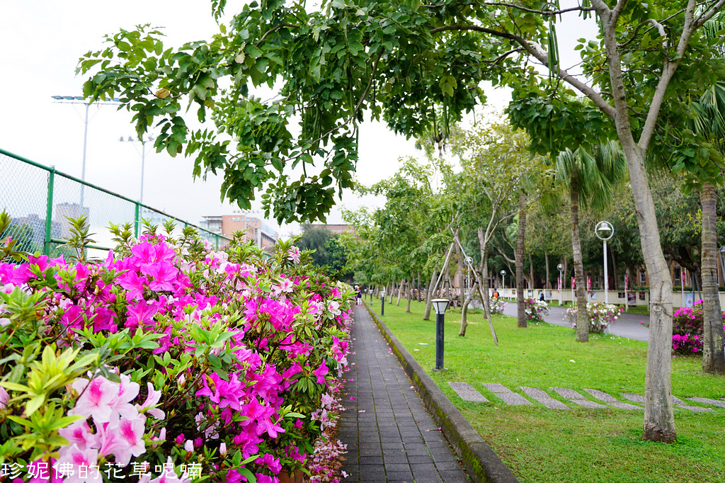 敬老卡坐捷運 2019台大杜鵑花節 坐捷運賞粉嫰系開滿百年校園 附花況及台大12景 欣傳媒