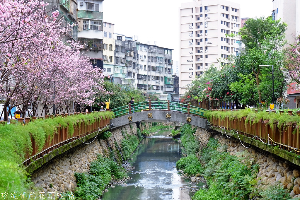 Cherry blossoms.jpg