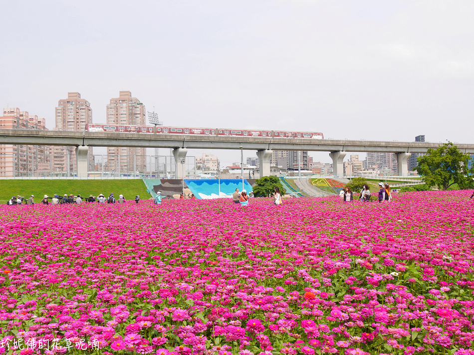 新北 三重區 幸福水漾公園白花三葉草 百日草地景花海 珍妮佛的花草呢喃 痞客邦