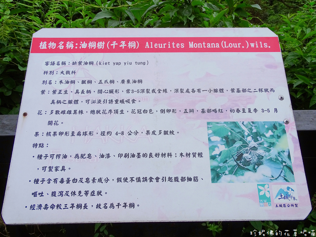新北 土城區 21新北市客家桐花季桐花公園賞桐步道 珍妮佛的花草呢喃 痞客邦
