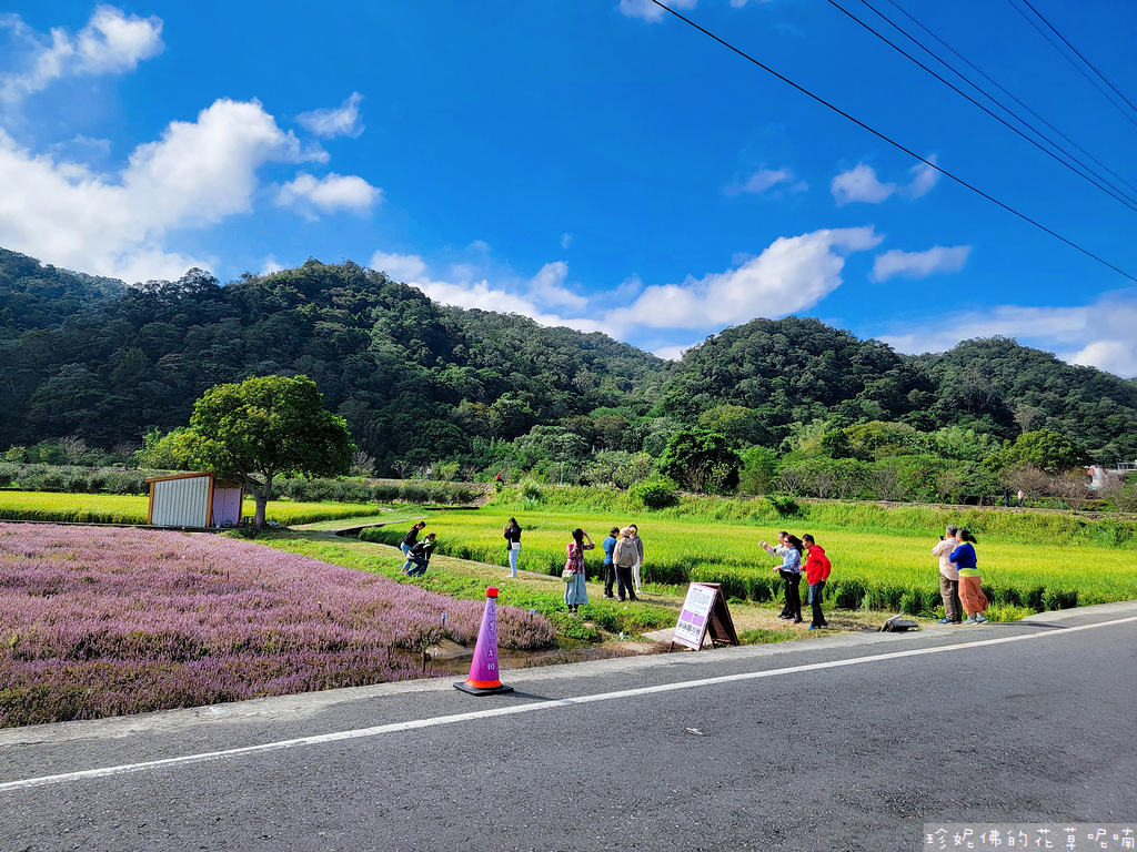 【新竹縣關西鎮】2023關西仙草花生活節「仙草奇緣」｜仙草一