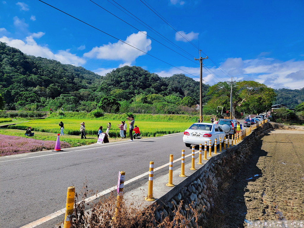 【新竹縣關西鎮】2023關西仙草花生活節「仙草奇緣」｜仙草一