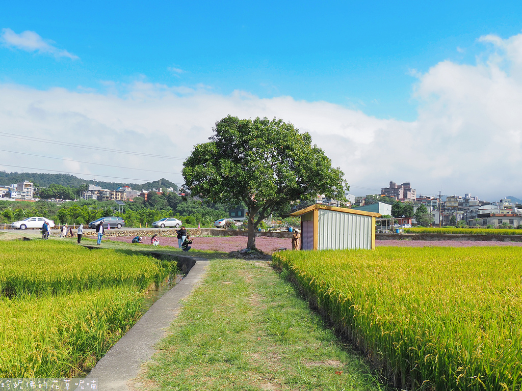 【新竹縣關西鎮】2023關西仙草花生活節「仙草奇緣」｜仙草一