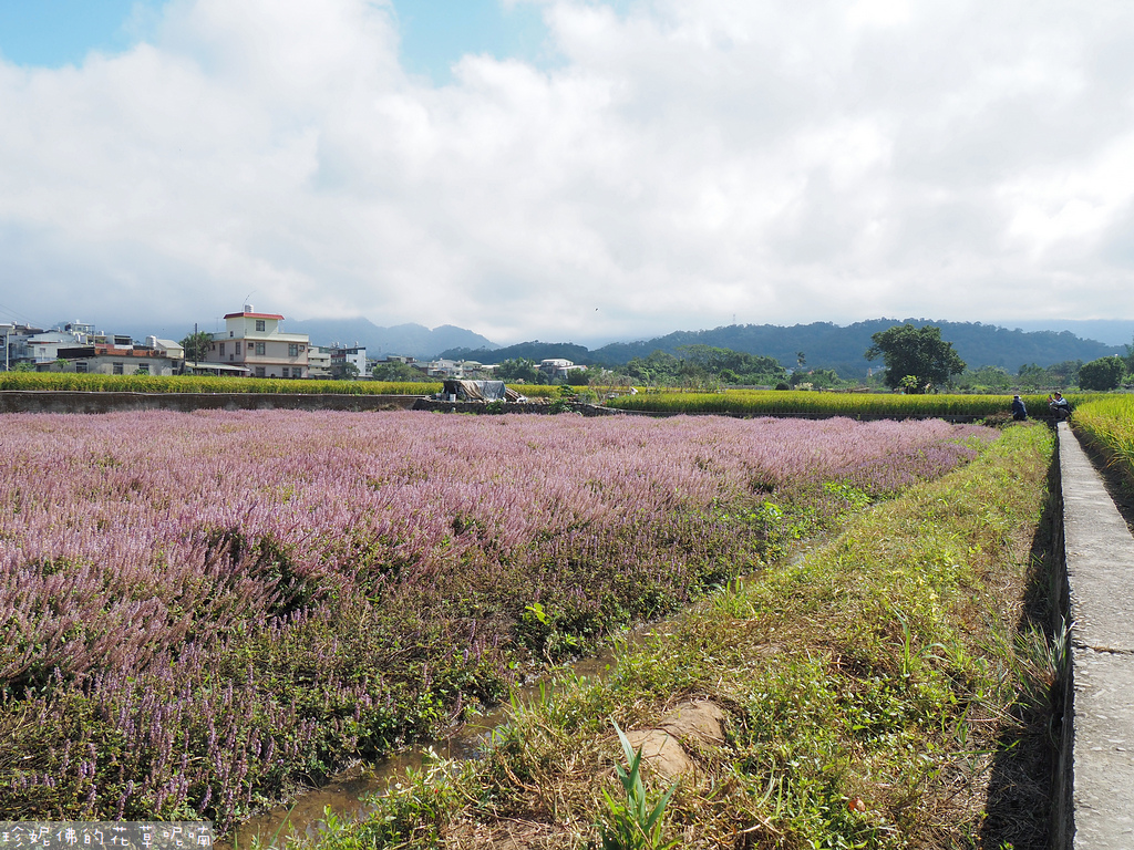 【新竹縣關西鎮】2023關西仙草花生活節「仙草奇緣」｜仙草一