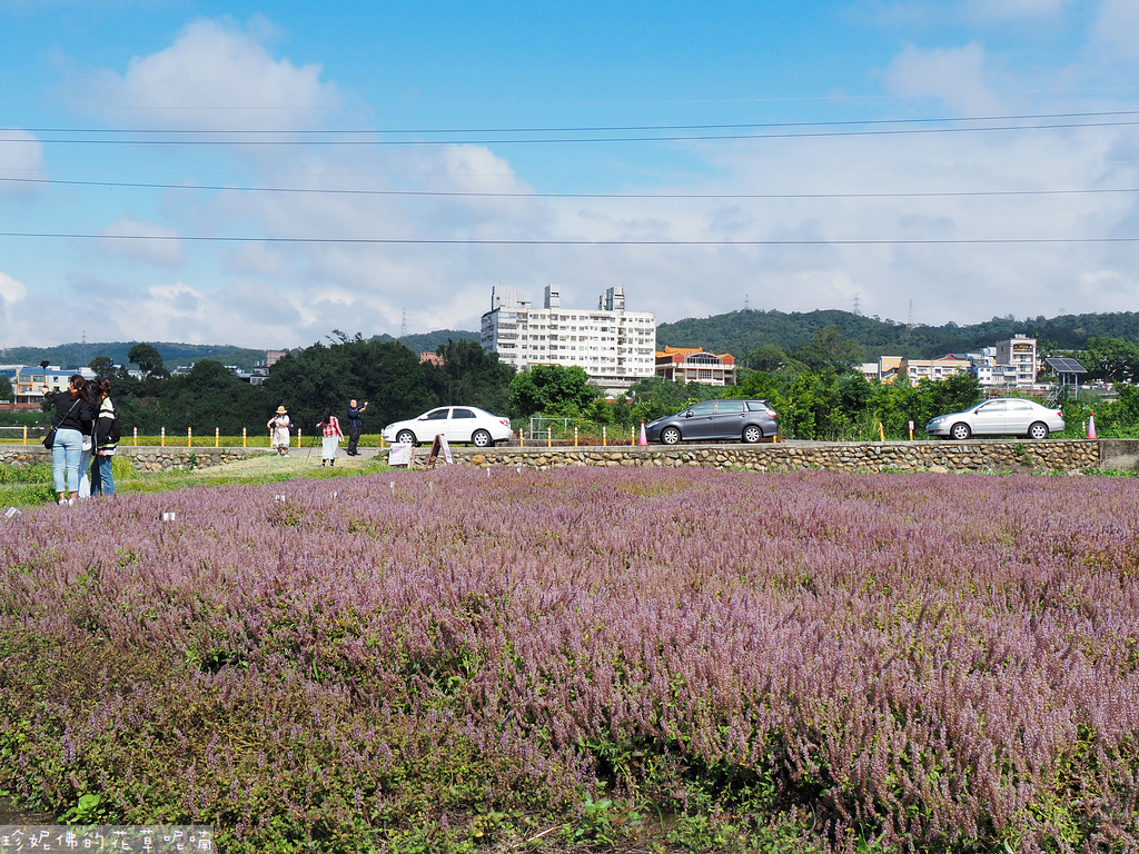 【新竹縣關西鎮】2023關西仙草花生活節「仙草奇緣」｜仙草一