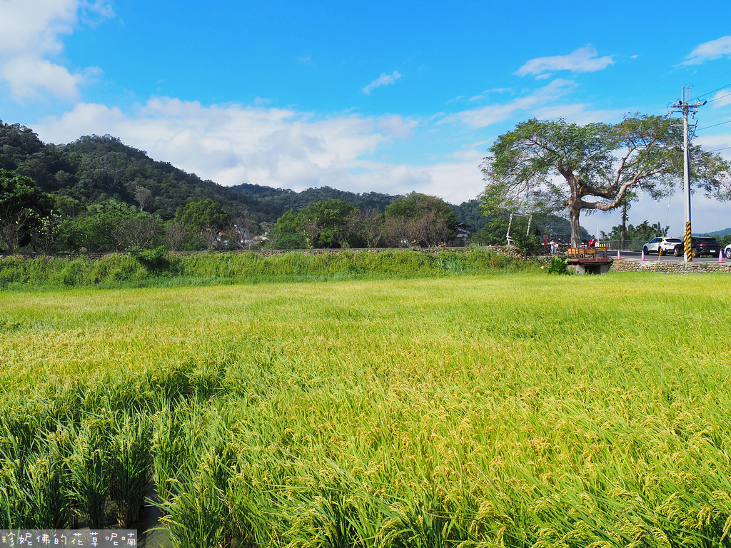 【新竹縣關西鎮】2023關西仙草花生活節「仙草奇緣」｜仙草一