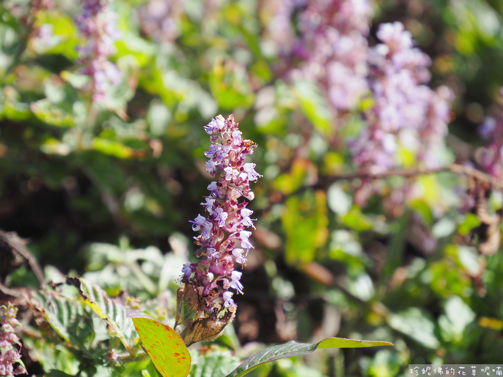 【新竹縣關西鎮】2023關西仙草花生活節「仙草奇緣」｜仙草一