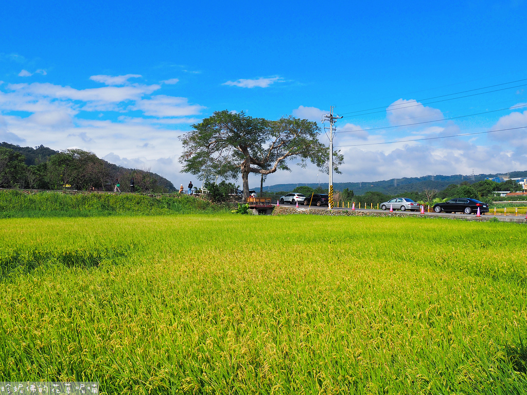 【新竹縣關西鎮】2023關西仙草花生活節「仙草奇緣」｜仙草一