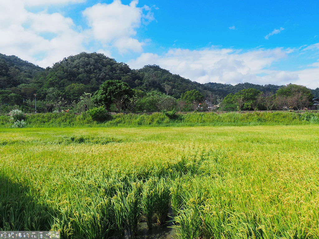 【新竹縣關西鎮】2023關西仙草花生活節「仙草奇緣」｜仙草一