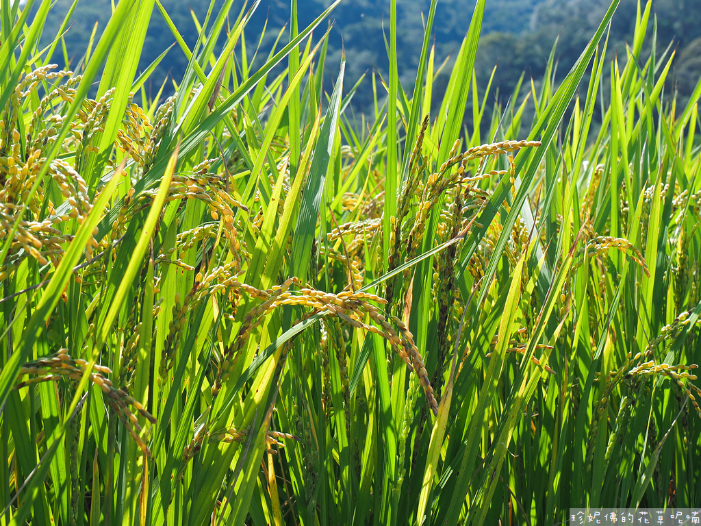 【新竹縣關西鎮】2023關西仙草花生活節「仙草奇緣」｜仙草一