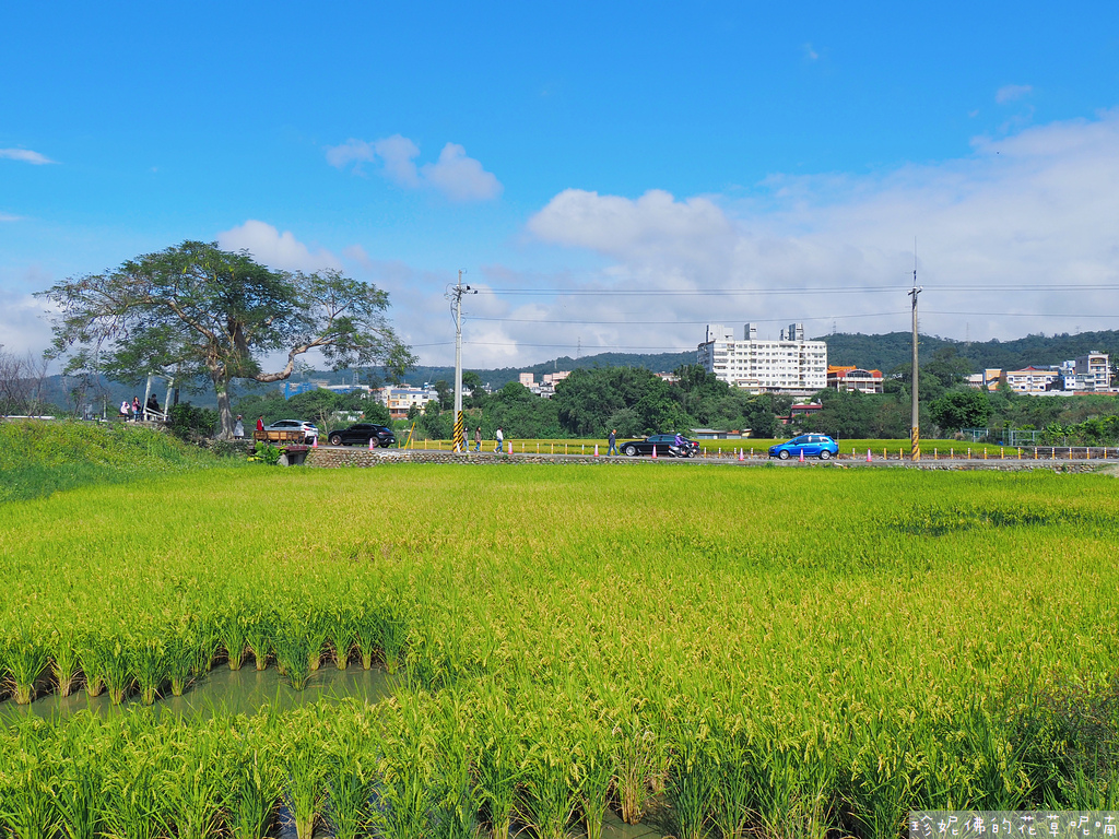 【新竹縣關西鎮】2023關西仙草花生活節「仙草奇緣」｜仙草一