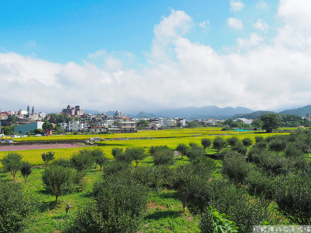 【新竹縣關西鎮】2023關西仙草花生活節「仙草奇緣」｜仙草一