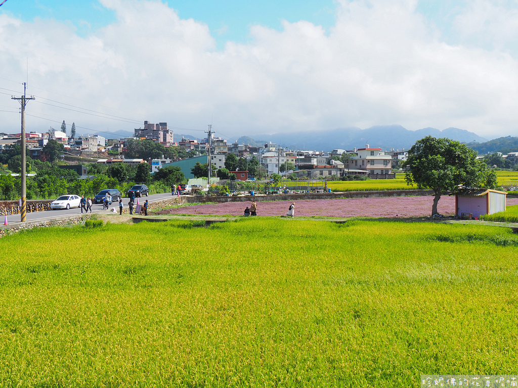 【新竹縣關西鎮】2023關西仙草花生活節「仙草奇緣」｜仙草一