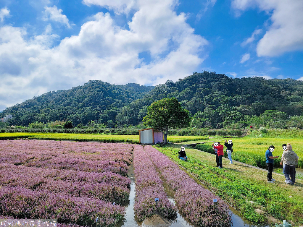 【新竹縣關西鎮】2023關西仙草花生活節「仙草奇緣」｜仙草一