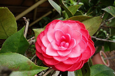 DSC03328_調整大小.JPG DSC03328_調整大小.JPG