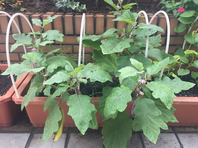 相片 2016-9-20 上午9 23 23_調整大小.jpg