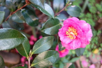 2016-12-20 07.44.44_調整大小.jpg 2016-12-20 07.44.44_調整大小.jpg