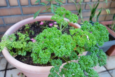 2016-12-20 07.45.21_調整大小.jpg 2016-12-20 07.45.21_調整大小.jpg