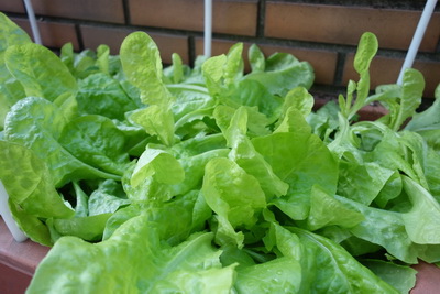 2016-12-20 07.45.06_調整大小.jpg 2016-12-20 07.45.06_調整大小.jpg