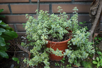 2017-03-15 12.02.31_調整大小.jpg 2017-03-15 12.02.31_調整大小.jpg