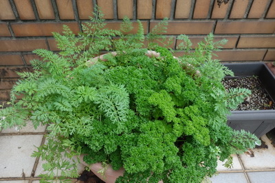 2017-03-15 12.02.46_調整大小.jpg