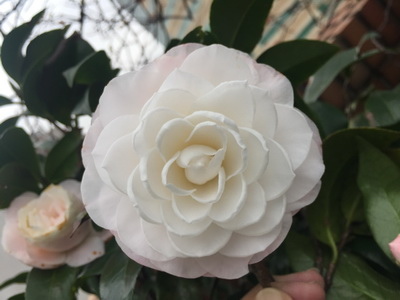 相片 2017-3-20 上午7 30 51 (1)_調整大小.jpg