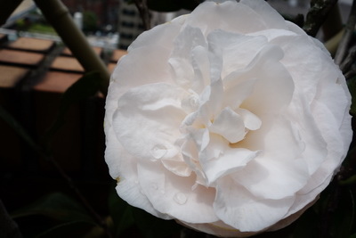 DSC05362_調整大小.JPG DSC05362_調整大小.JPG