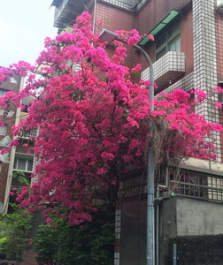 相片 2017-4-20 上午10 23 35_調整大小.jpg 相片 2017-4-20 上午10 23 35_調整大小.jpg