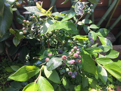 相片 2017-5-1 上午9 55 06_調整大小.jpg