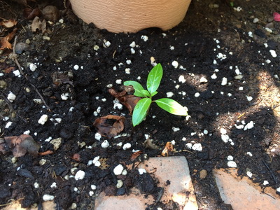 相片 2017-5-1 上午9 56 13_調整大小.jpg 相片 2017-5-1 上午9 56 13_調整大小.jpg