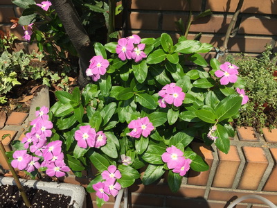 相片 2017-5-1 上午9 56 02_調整大小.jpg 相片 2017-5-1 上午9 56 02_調整大小.jpg