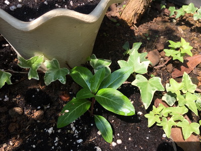 相片 2017-5-1 上午9 56 18_調整大小.jpg 相片 2017-5-1 上午9 56 18_調整大小.jpg