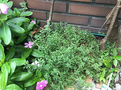 相片 2017-6-21 上午11 31 45_調整大小.jpg 相片 2017-6-21 上午11 31 45_調整大小.jpg