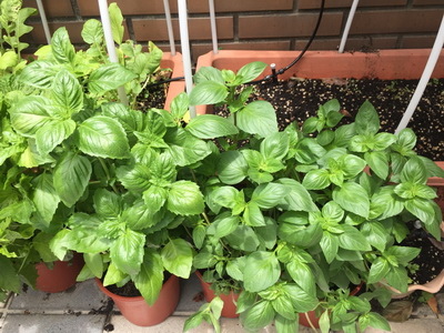 相片 2017-6-21 上午11 31 23_調整大小.jpg 相片 2017-6-21 上午11 31 23_調整大小.jpg