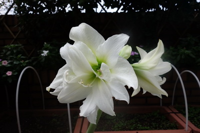 2017-12-04 07.55.42_調整大小.jpg