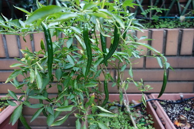 2017-11-23 13.56.41_調整大小.jpg 2017-11-23 13.56.41_調整大小.jpg