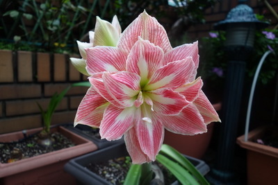 2017-11-23 13.56.18_調整大小.jpg 2017-11-23 13.56.18_調整大小.jpg