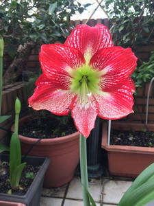 相片 2017-12-10 上午7 34 59 (1)_調整大小.jpg