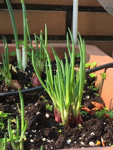 相片 2018-4-13 上午8 31 55_調整大小.jpg