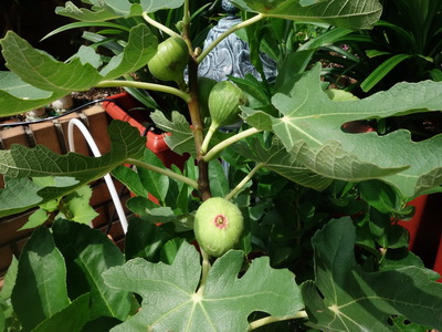 DSC08421_調整大小.JPG DSC08421_調整大小.JPG