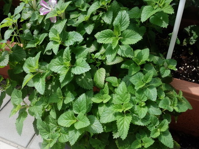 DSC08423_調整大小.JPG DSC08423_調整大小.JPG