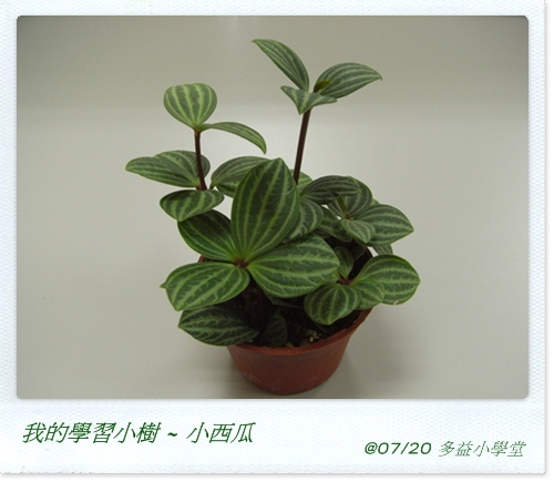 原來如此 它是千葉蘭 閒言 閒語 茱利亞的閒情寫字檯 痞客邦