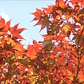 東大寺前。早紅的楓