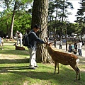 東大寺前林間。餵野鹿