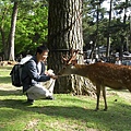 東大寺前林間。餵野鹿