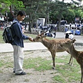 東大寺前林間。餵野鹿